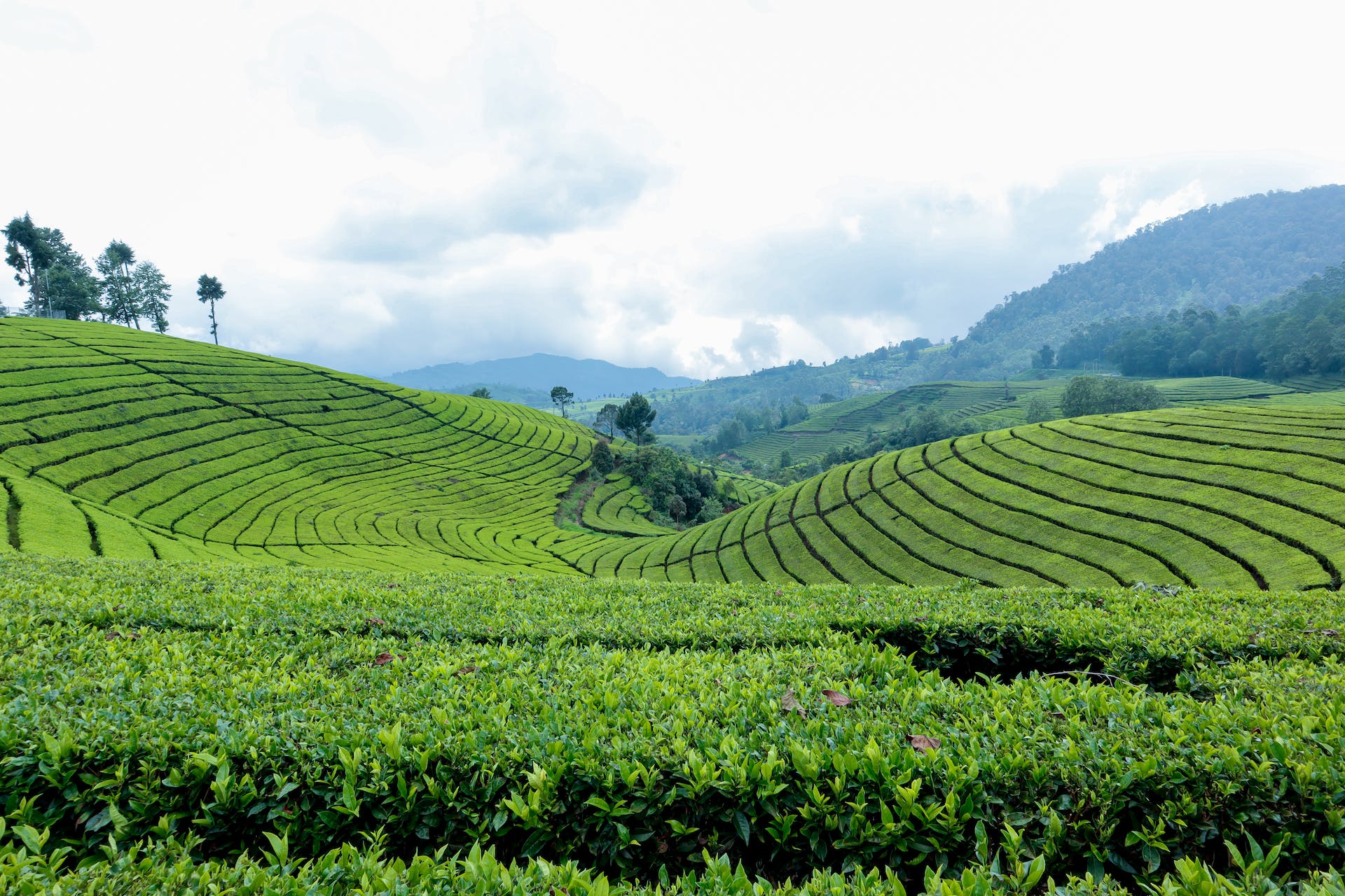 Maximizing Crop Yields: Unlocking the Potential of Modern Agricultural Technologies